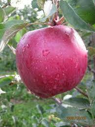 MELA CRIMSON SNOW (BIO MERAN)